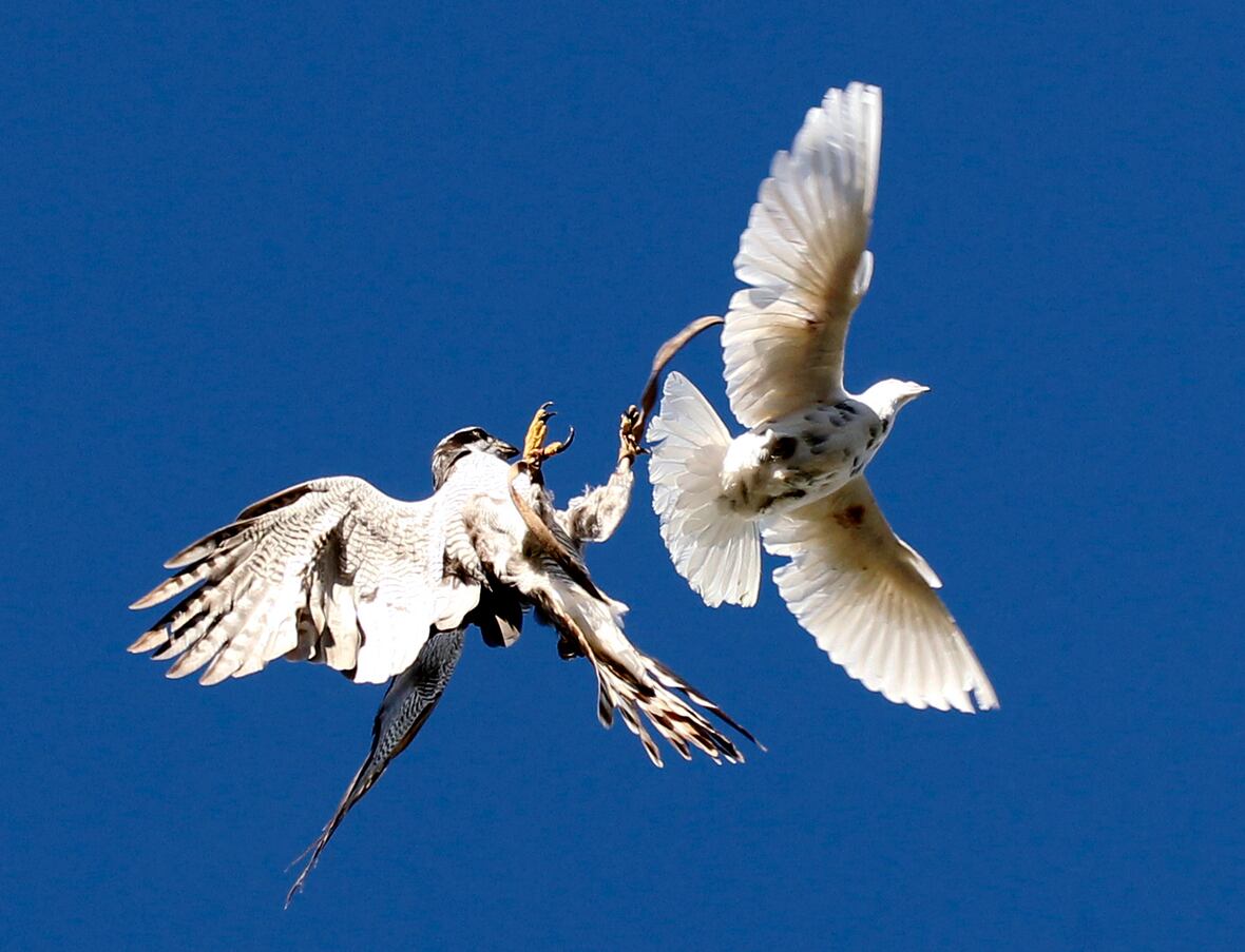 A hawk in a sky of doves Jesmond Mizzi Financial Advisors